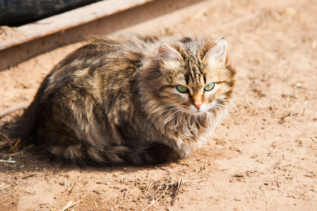 Fluffy country cat. Nice cat in the counryの写真素材