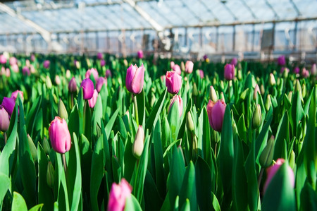 Spring scene of tulip field. Agribusiness greenhouse seedling spring.の写真素材