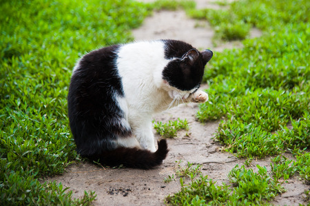 Fluffy country cat. Nice cat in the counryの写真素材
