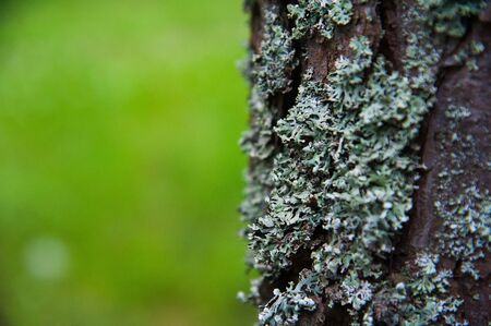 Texture bark of pine tree closeup. Pine forest in the summerの写真素材