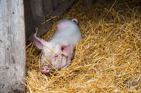 Domestic pigs. Pigs on a farm in the villageの写真素材