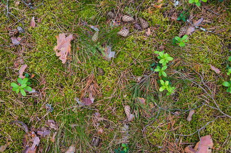 Forest Soil with Grass. Top view forest ground with plants