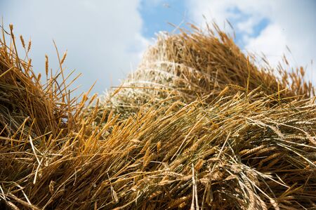 The hay storage shed full of bales hay on farmの写真素材