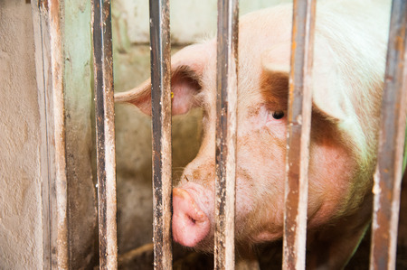 Pig at pig breeding farm. Livestock raising. Agricultureの写真素材