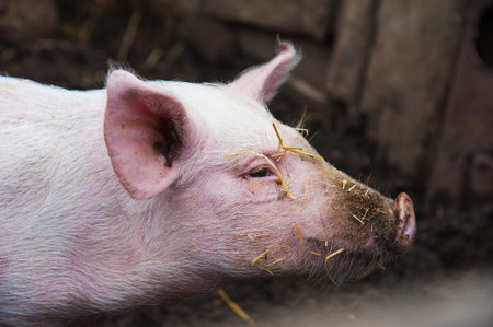 Domestic pigs. Pigs on a farm in the village