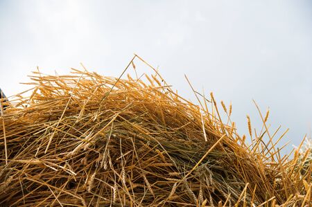 The hay storage shed full of bales hay on farmの写真素材