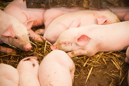 Fertile sow lying on straw and piglets suckling in barn