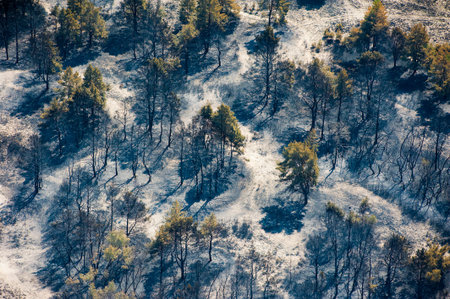 Scorched trees and grass after the fire. Aerial view. Landscape
