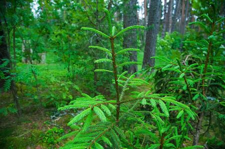 Brightly green prickly branches of a fur-tree or pineの写真素材