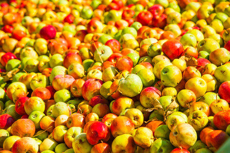 Ripe apples being processed and transported in an industrial production facility. Food industry. Textured background.の写真素材