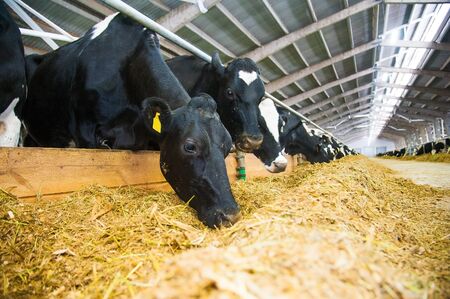 Cows in a farm. Dairy cows. Cowshedの写真素材