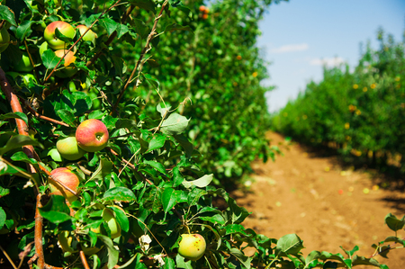 Organic apples hanging from a tree branch in an apple orchardの写真素材