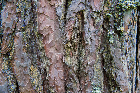 Texture bark of pine tree closeup. Pine forest in the summer