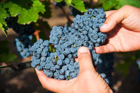 Close up of farmer male hands picking grape