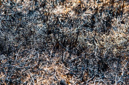 Burnt grass, the scorched earth, fire, disaster, landscape fireの写真素材