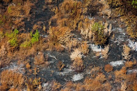 Scorched trees and grass after the fire. Aerial view. Landscapeの写真素材