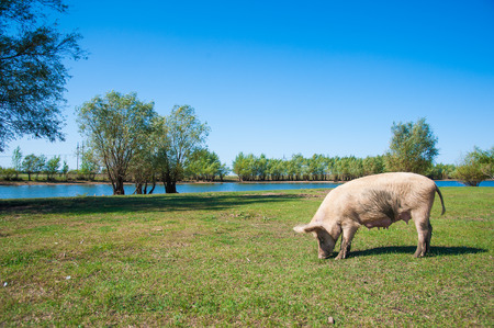 Pig farm. Pigs in field. Pig running on a green meadowの写真素材