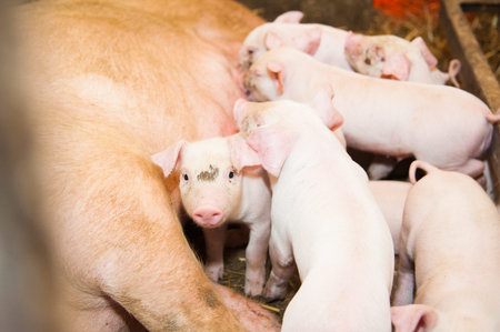 Fertile sow lying on straw and piglets suckling in barnの写真素材