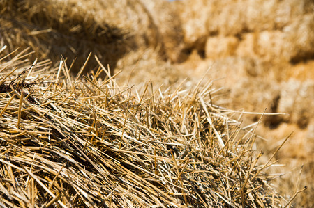 The hay storage shed full of bales hay on farmの写真素材