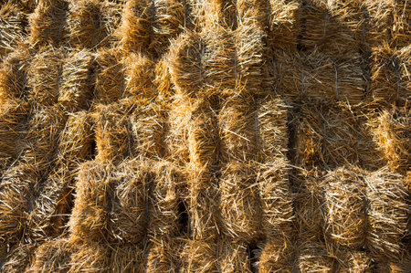 The hay storage shed full of bales hay on farm