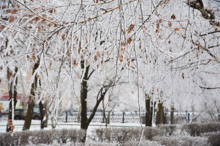 Snow-covered trees in a city park in the winter