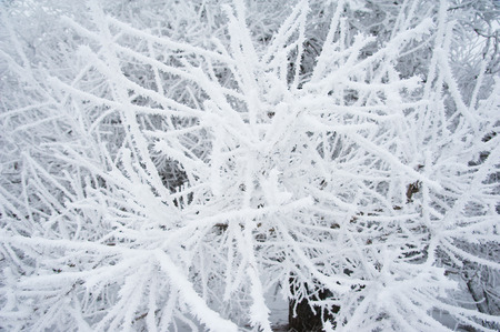 Winter landscape. Winter trees in the snowの写真素材