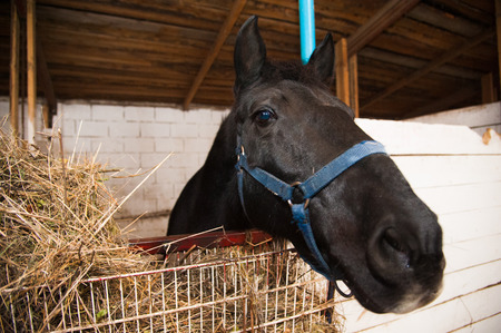 A portrait of horse in the stableの写真素材