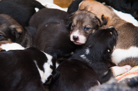 Several colorful puppies outdoors. Small dogs with sad eyes