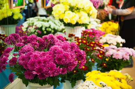 Colorful Chrysanthemum for sale in the marketの写真素材