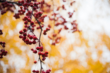 Red mountain ash on a branch, macro photo with selective focusの写真素材