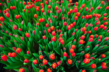 Spring scene of tulip field. Agribusiness greenhouse seedling spring.の写真素材