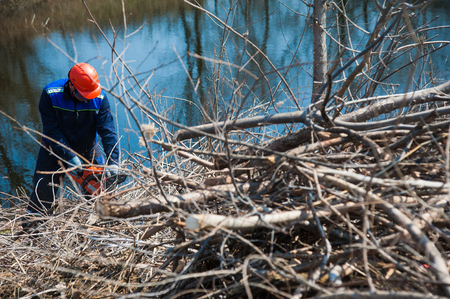 Tree felling with a large chainsaw cutting into tree trunkの写真素材