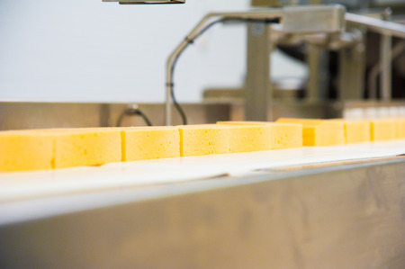 Industrial production of hard cheeses. Cheese is very tasty and healthy productの写真素材