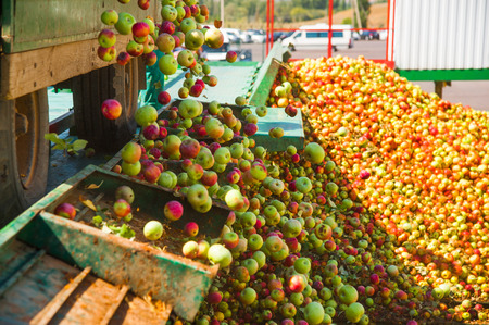 Ripe apples being processed and transported in an industrial production facility. Food industry. Textured background.の写真素材