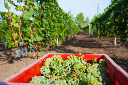 Plastic bucket full of of grapes that have just been harvested in a wineryの写真素材