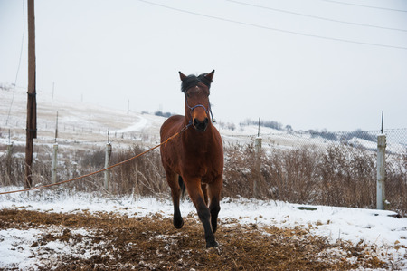 Horse in winter. Nice western horse with snowの写真素材