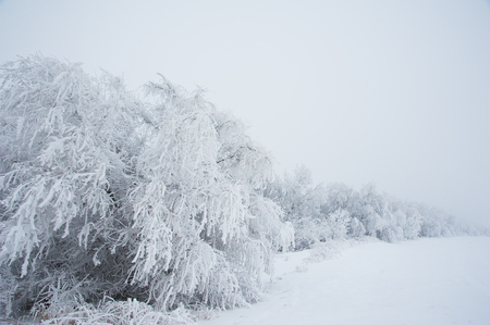 Winter landscape. Winter trees in the snowの写真素材