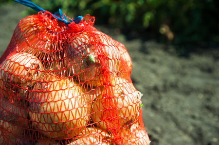 The harvest of vegetables. Sacks with fresh gathered onion on the fieldの写真素材