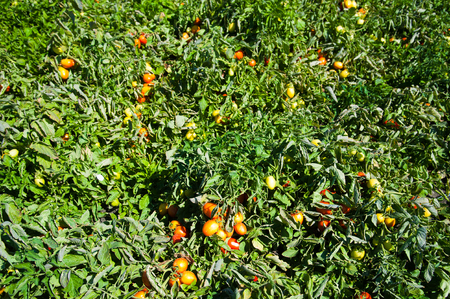Tomatoes ripe in the field. Natural field tomatoesの写真素材