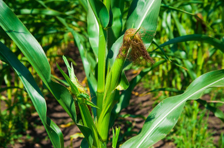 Corn field in clear day, corn tree with blue cloudy sky