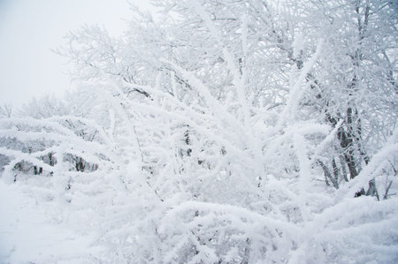 Winter landscape. Winter trees in the snow