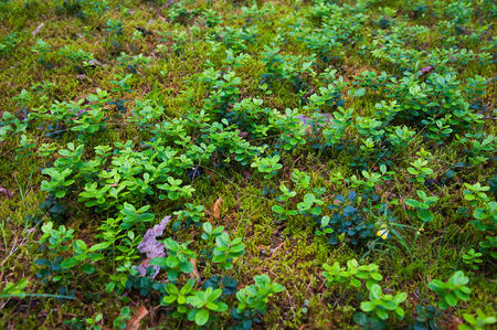 Forest Soil with Grass. Top view forest ground with plantsの写真素材