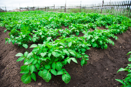 Potato plants in rows on potato field in summerの写真素材