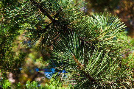 Brightly green prickly branches of a fur-tree or pine
