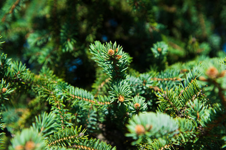 Brightly green prickly branches of a fur-tree or pine