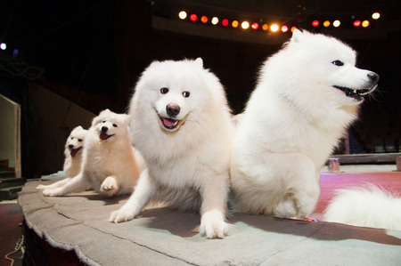 Dog in the circus. A cute white dog in the circus arenaの写真素材