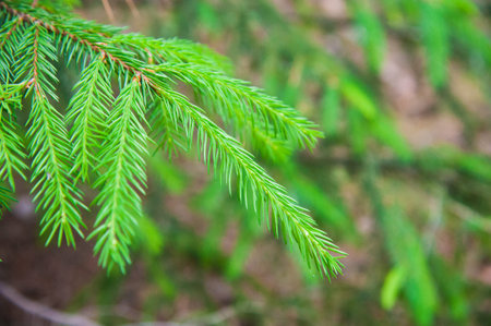 Brightly green prickly branches of a fur-tree or pine