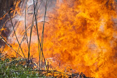 Raging forest spring fires. Burning dry grass, reed along lake. Grass is burning in meadow. Ecological catastrophy. Fire and smoke destroy all life. Firefighters extinguish Big fire. Lot of smokeの写真素材