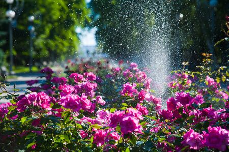 Watering lawn and rose flowers smart garden activated with full automatic sprinkler irrigation system working early in the morning in parkの写真素材