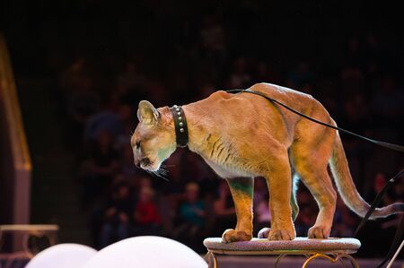 Puma performs in the circus. Puma close-upの写真素材